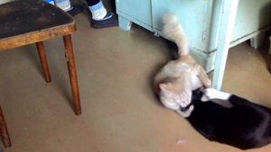 коты после валерьянке