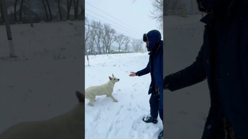 Первый снег в году для овчарки за счастье