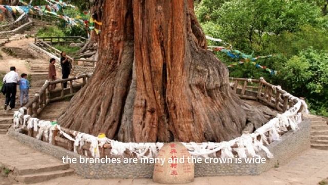 The 7th unsolved mystery of the world, the "man-eating tree" on the island of Java смотреть онлайн