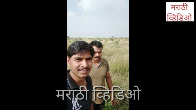 Mango plant care and plot visit | आंब्याच्या झाडाच्या प्लॉटला भेट смотреть онлайн