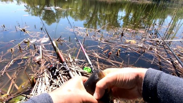 Такой РЫБАЛКИ я НЕ ОЖИДАЛ. Огромные КАРАСИ на ПОПЛАВОК. ✅ ? Розыгрыш призов. смотреть онлайн