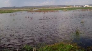 нерест карася и сазана на мелководье