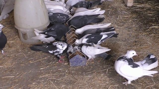 ПЕРВАЯ ПАРТИЯ ГОЛУБЯТ, НЕОЖИДАННЫЕ ПОТЕРИ,ОТВЕТЫ НА КОММЕНТАРИИ.#Tauben##pigeons##голубята#