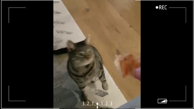 Домашние животные #3 Котики, собачки, смешные животные смотреть онлайн