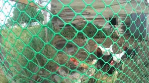 Что ловят Карелы ВЫСОКИМИ ТРЁХМЕТРОВЫМИ СЕТЯМИ ЯЧЕЁЙ-60,В КАРЕЛИИ!