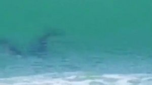 TREATMENT SOUNDS OF DOLPHINS ЛЕЧЕБНЫЕ ЗВУКИ ДЕЛЬФИНОВ