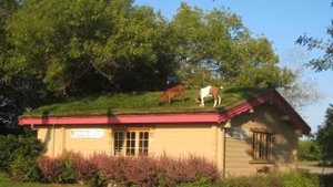 Скандинавские дома с «зелёными крышами»  Фото