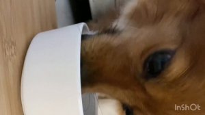 Собачка кушает