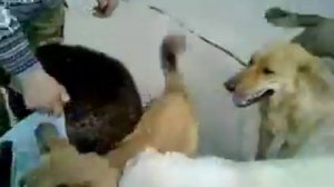 04 Вожак стаи 02