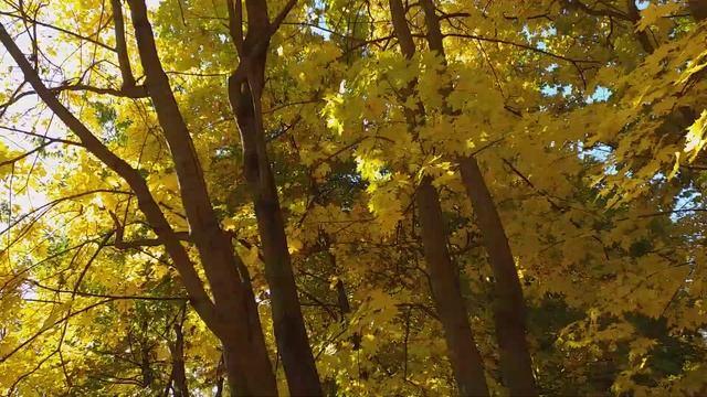 Гуляю в парке и читаю своё стихотворение про золотую осень смотреть онлайн