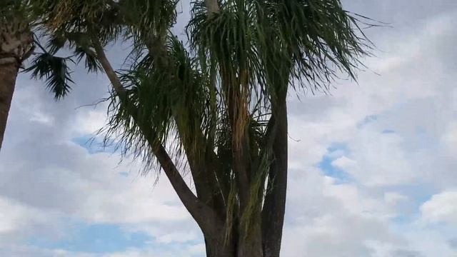 Beaucarnea recurvata - The Ponytail Palm, Not a Real Palm But Close Enough! смотреть онлайн