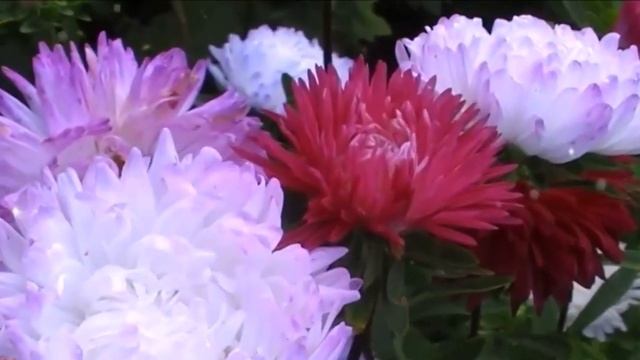 Это диво с названием Астра! смотреть онлайн