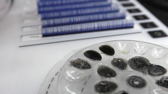 Колорирование. Синие ресницы. Наращивание.