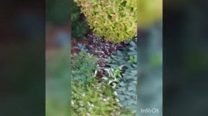 хосты биг дедди, голд медоуз, патриот, фирст фрост, хенки пенки, и др