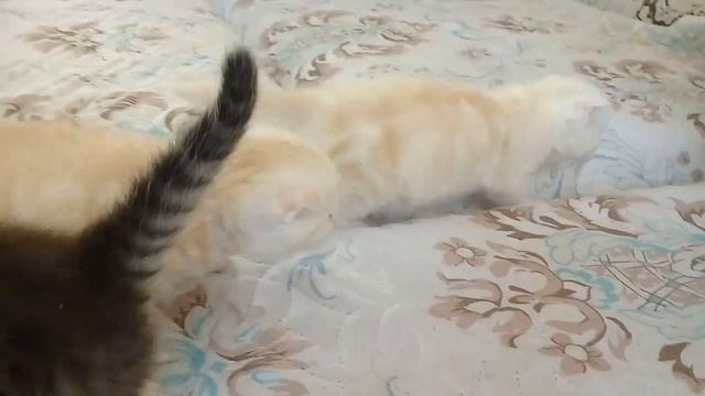 Самые редкие окрасы шотландских котят.НАШИ МИЛЫЕ КОТЯТА ПОРОДЫ ШОТЛАНДСКОЙ ВИСЛОУХОЙ И ПРЯМОУХОЙ.