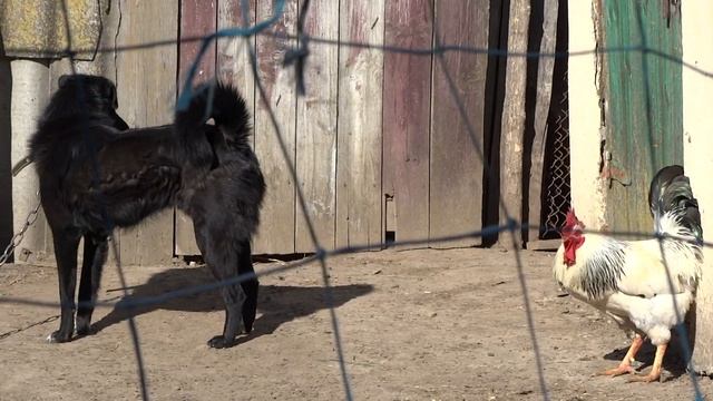Dog against the cock Собака дерется с петухом смотреть онлайн