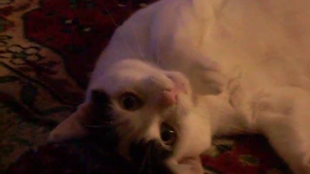 Турецкий Ван смотреть онлайн