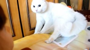 Белый злой кот