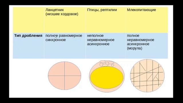 Сравнительная эмбриология хордовых. Кратко. Часть 1.