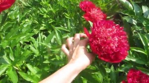 Пион №14  Red dandy (Красный денди).