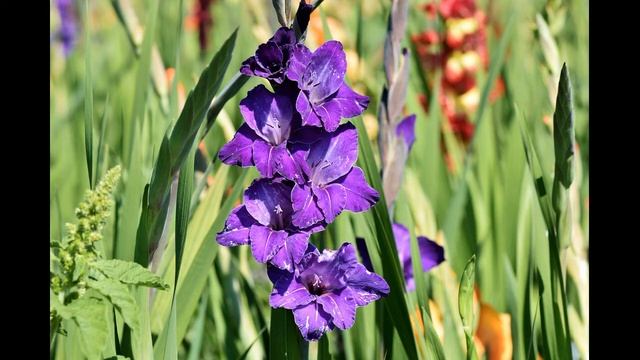 ГЛАДИОЛУСЫ - ПОСАДКА УХОД, ВЫРАЩИВАНИЕ смотреть онлайн