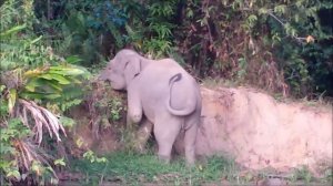 Hard drinking in Borneo