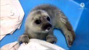 Детеныш нерпы, трех дней отроду, выполз к людям. Он искал помощи и защиты