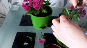 Пересадка и размножение хризантем