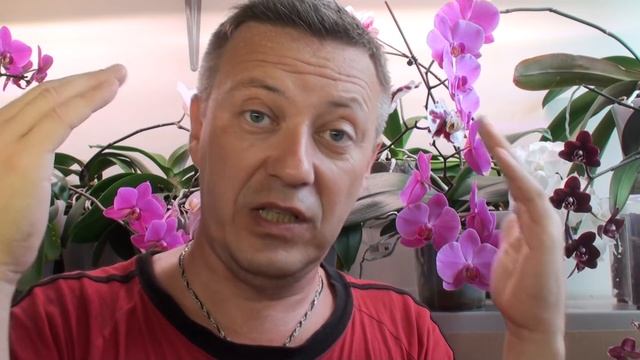 КРАПИВА ДЛЯ ОРХИДЕЙ – СУПЕР УДОБРЕНИЕ! Как найти нужное видео про ОРХИДЕИ?
