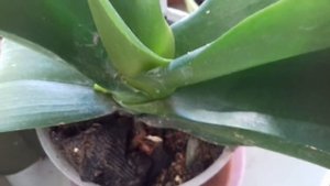 Шок , орхидея выпустила цветонос, вот что надо делать.