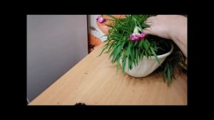 Вегетативная ампельная гвоздика)) Пришло время черенковать))