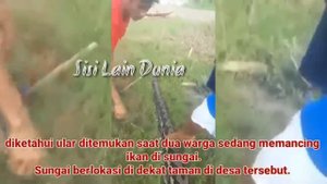 Dramatis !! Proses Penangkapan Ular Piton 7 Meter Yg Menghebohkan Warga !!
