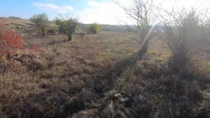 МОЯ ЛУЧШАЯ ОХОТА НА ФАЗАНА. УСПЕВАЙ ТОЛЬКО ЦЕЛИТЬСЯ И СТРЕЛЯТЬ. ЯГДТЕРЬЕР РАЗОГНАЛ ВСЕХ ФАЗАНОВ. 4K