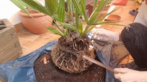 How to Separate the Suckers of a Multitrunk Chamaerops Humilis Palm