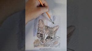 Оцените от 1 до 10. Рисую кошку акварельными карандашами. Часть 2.