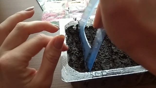 Эустома. Посев семян в декабре. Использование стимулятора роста. НВ-101