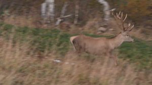 Животный мир Кавказа - Благородный олень