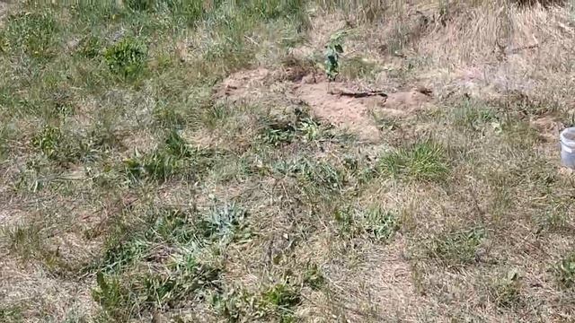 Коростели. Посадил абрикосы (15 мая 2023 года) смотреть онлайн