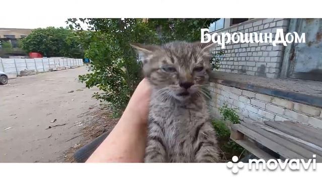 Закончилась мазь Флоксал. Не видно Пиратика и Маркизу второй день. 12.05.2022