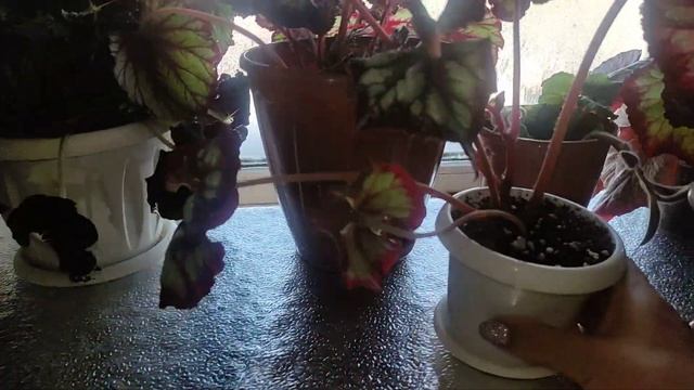 Кровать занимаю цветами???где спать? смотреть онлайн