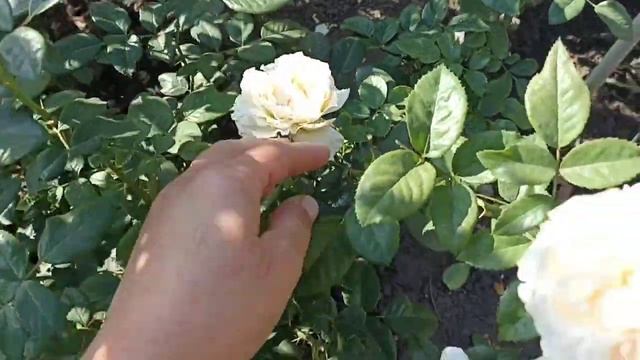 4 белые флорибунды. Прайд енд преджудис, Стефани, принцесса Миюки и Лайонс Роуз. смотреть онлайн