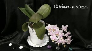 Чудо-гибрид - фаленопсис "Philisander"