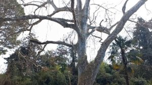 Адлер собака-приставака Парк Южные Культуры Сочи зимой