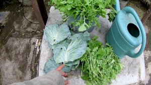 Зеленая горчица для нутрий и кроликов