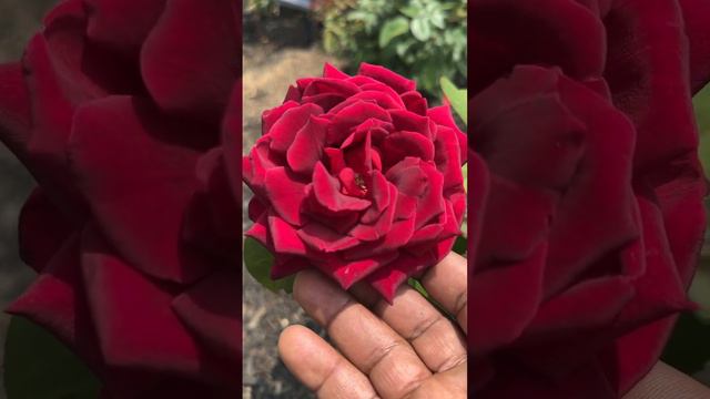 Mister Lincoln rose             #flower #rose #garden #roselove #fleur #nature #flowerrose #plant