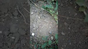Пчелы, которые утром ползали возле ульев, в обед уже не ползают А болезнь ли это вообще. 20.07.