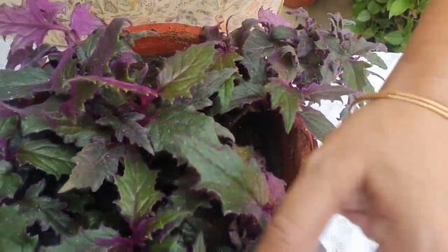 Purple velvet plant/Purple passion plant //Ornamental plant//Complete care tips
