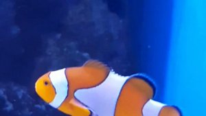 Как выглядит по настоящему рыбка "Немо" !!!
