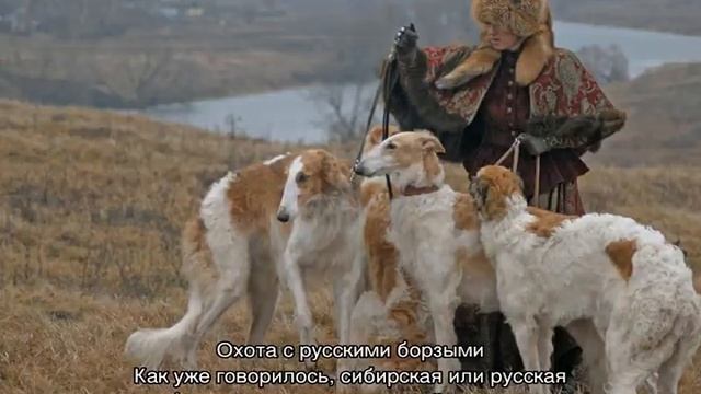 Русская борзая собака: описание гончей породы