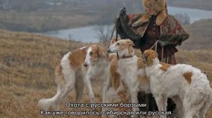 Русская борзая собака: описание гончей породы